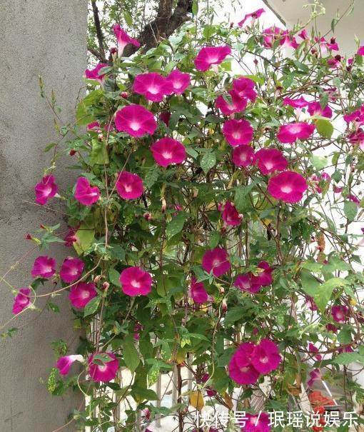 郁金香|室内养了“2种花”,可谓是毒上加毒,是健康克星,别忽视