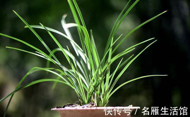 养兰花时多菌灵如何使用？很多网友不知道，用错了不仅无效还有害