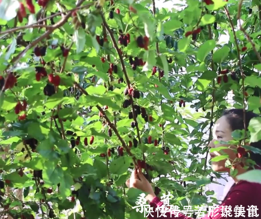 桑葚|深山树上挂满了黑色果实,曾是皇帝御用补品,用来泡酒滋补又美容