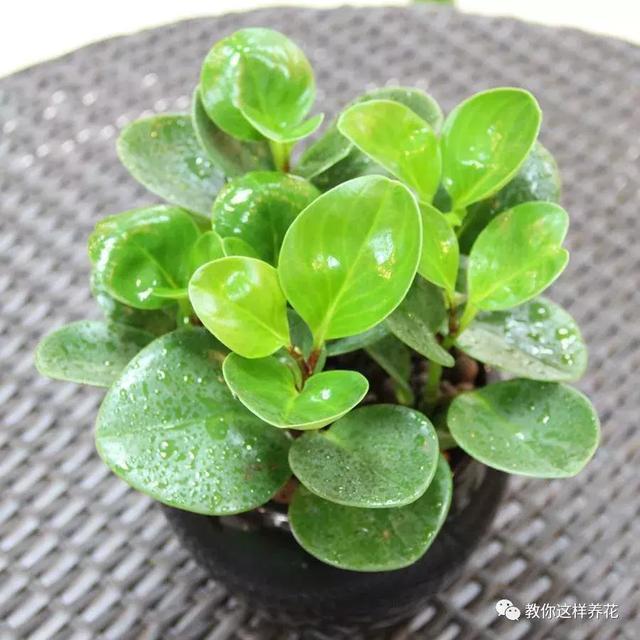 豆瓣绿|4种花别再种土里了，丢水里更好养，还更漂亮！