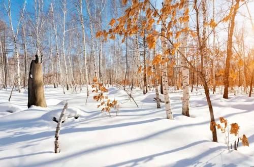 乘坐|乘坐雪国列车，去漠河找北，挑战极寒！