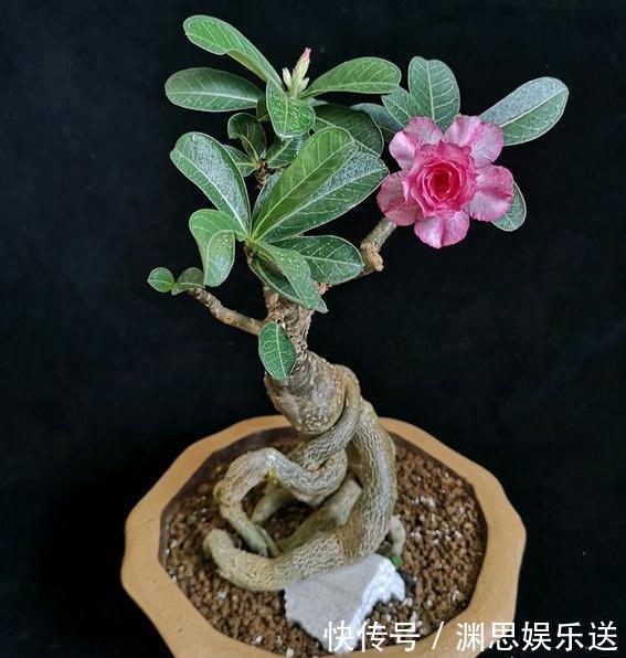 爱好|新手养沙漠玫瑰,满足它的“小爱好”,一盆养十年,年年开满花