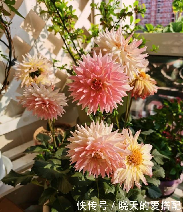 叶子|这3种花一到冬天就装死,叶子烂掉也别扔,放那不管,来年还开花