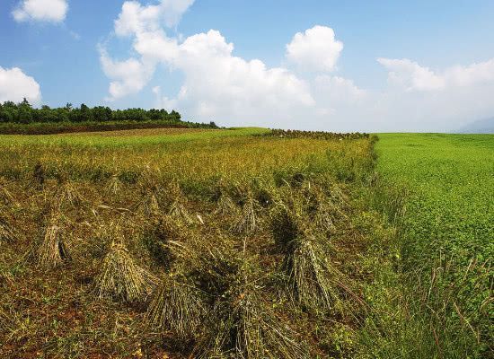 降压|高血压最怕这几种碱性食物，坚持每天吃点，血压平稳身体好