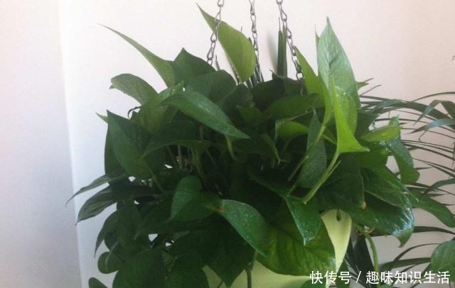 这3种草最适合“懒人”养，随便一插就能活，四季常青易爆盆！