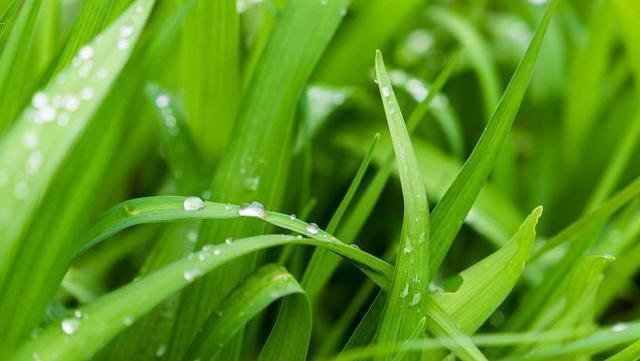 桂圆|葡萄干的“最佳搭档”揭晓，泡水喝，祛湿排宿便，大肚腩不见了