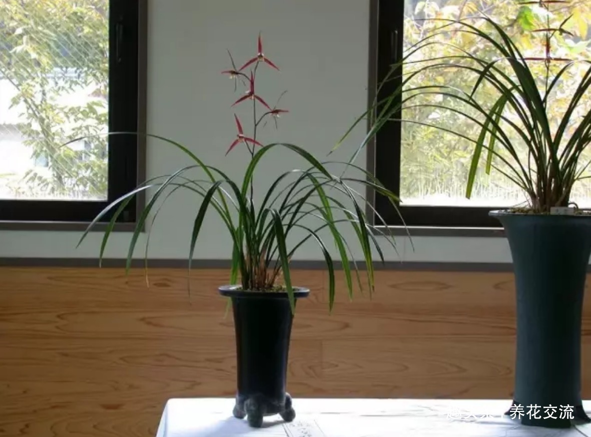 兰花|兰花五大家，春兰、蕙兰、建兰、墨兰和寒兰咋养，养护指南看这里