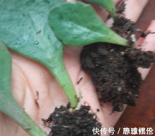 长寿花|只要一片叶子就能插活的花,有3种,繁殖了一盆又一盆
