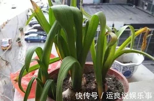 家里盆栽植物的要注意:此4种进屋,既对健康不利又影响运气