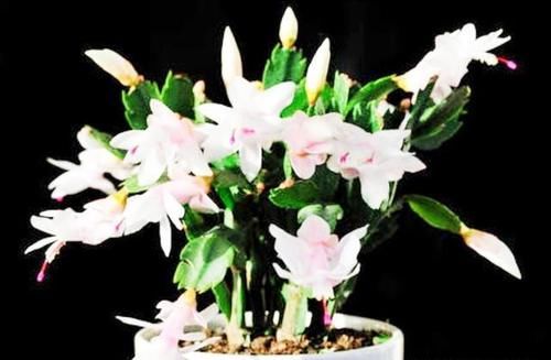 蟹爪兰叶片发红,怎么办?