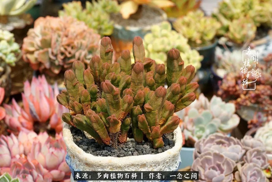 群友聊多肉没有最二只有更二,爆笑百科二群的二货二事!