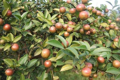 山茶花|全身都能吃，发霉的花苞都是宝，国外用的油全靠我国出口