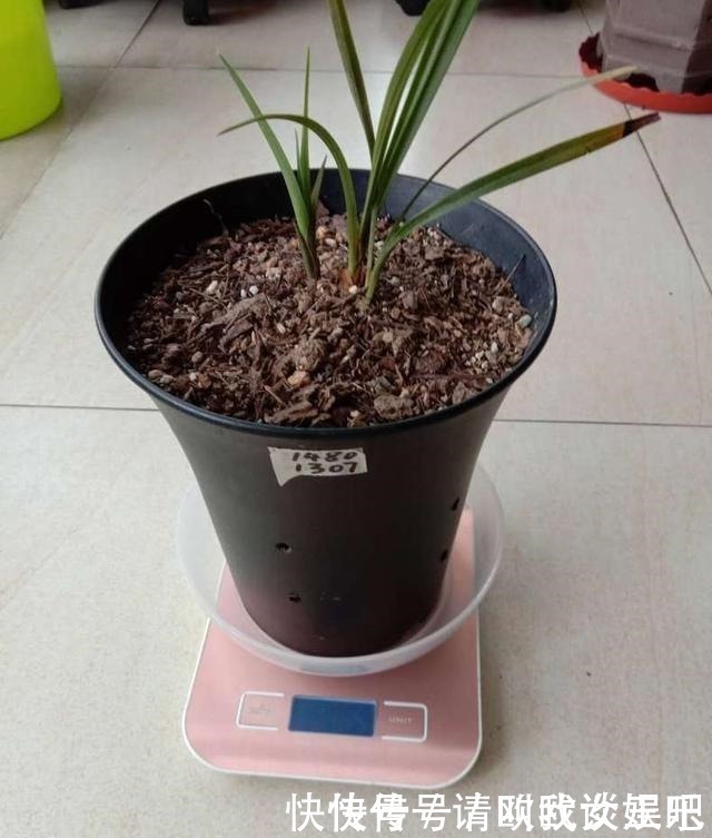 兰花|兰花焦尖，有3原因！这样养护，兰花叶片绿油油，呼呼长得旺！