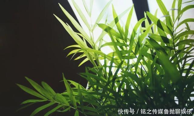 用自来水、雨水、桶装水和凉开水养花的差别，哪种水养花最好呢