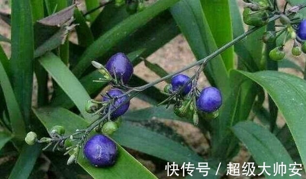 菅兰|此草全株有毒,看到它千万要注意,不要乱采摘