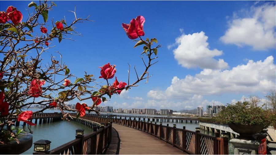 草长莺飞，风铃花开，星河湾里春光早