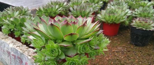 5种多肉,皮实又好养,独苗变老桩,长出状态美极了