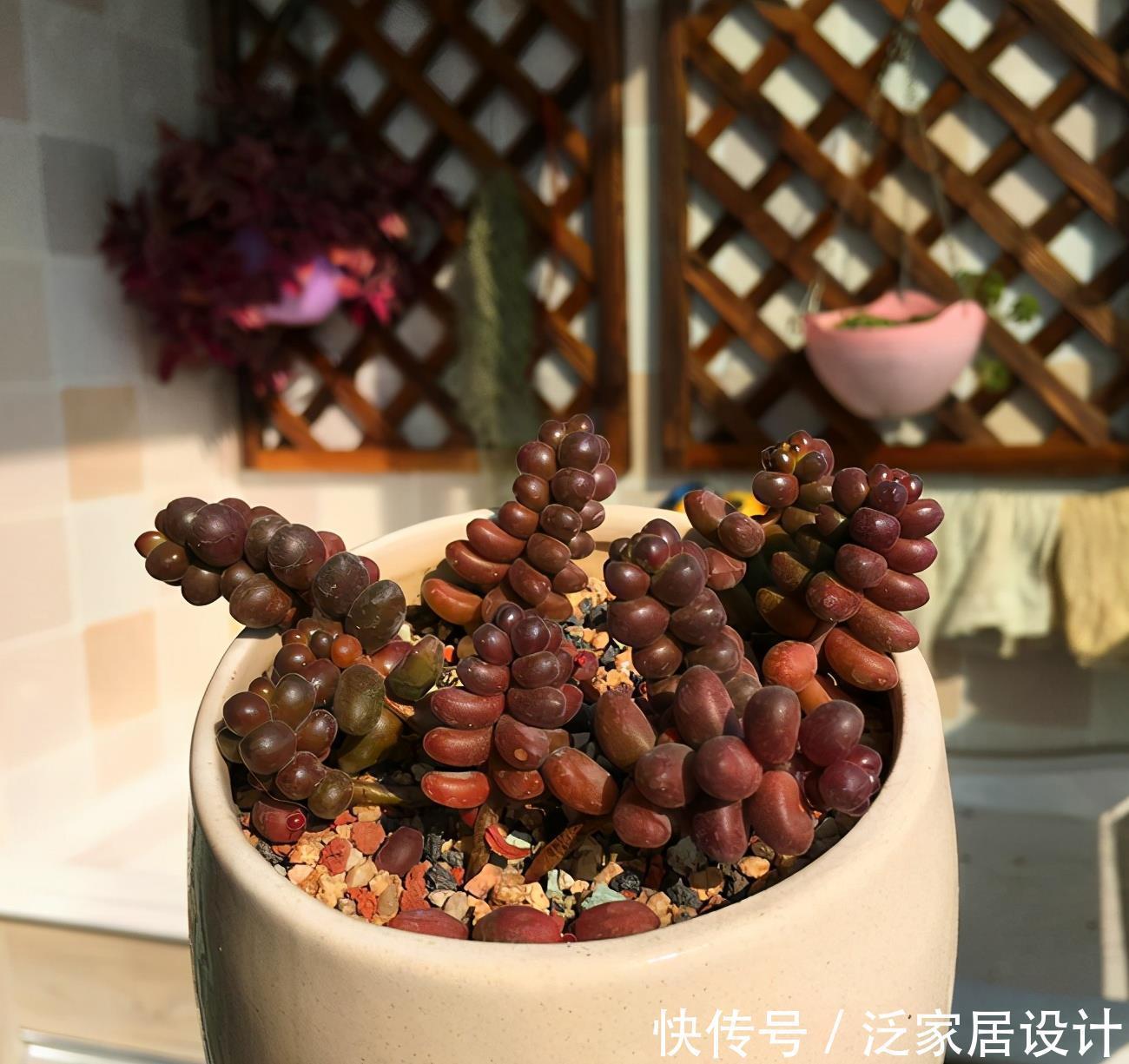 不容错过的浓颜系多肉,简介珊瑚珠、法瑞诺莎、花月夜、红霜