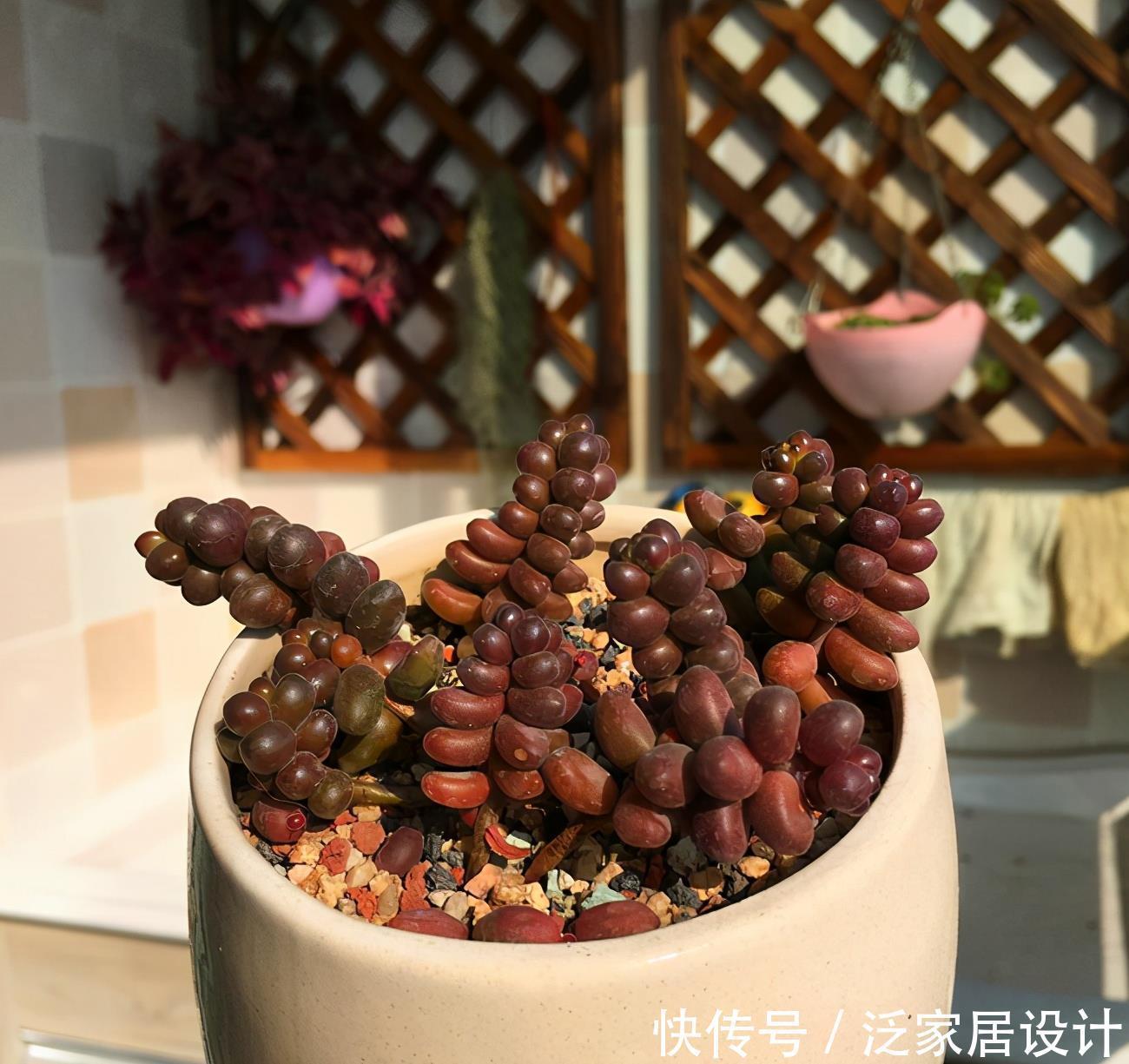 不容错过的浓颜系多肉，简介珊瑚珠、法瑞诺莎、花月夜、红霜