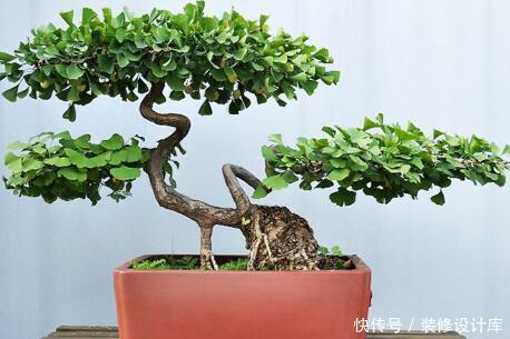 值钱|6种漂亮花，不仅外形美，还越养越值钱，富贵人家都爱养！