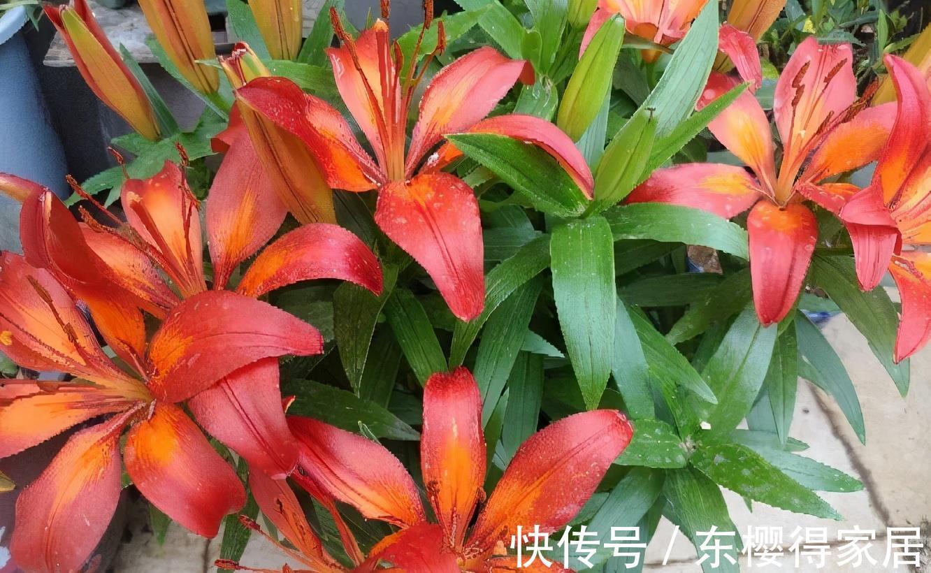 残花|百合花开完后这样“处理”，简单又方便，来年接着开花，更漂亮