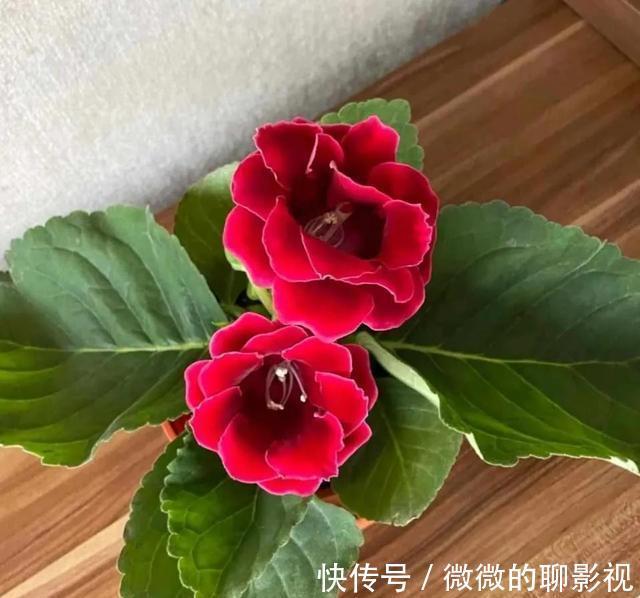 绣球花|这3种漂亮花，“没光”也能开，养一盆放家里，气氛欢乐热闹