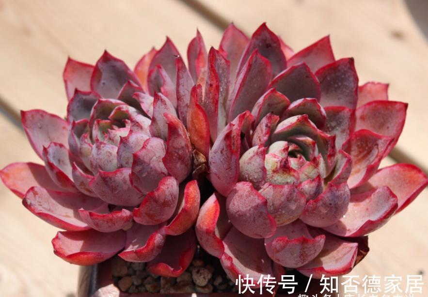 父本|有一种多肉叫赫拉,出状态后又纯又欲,没有经验的新手也能养好它