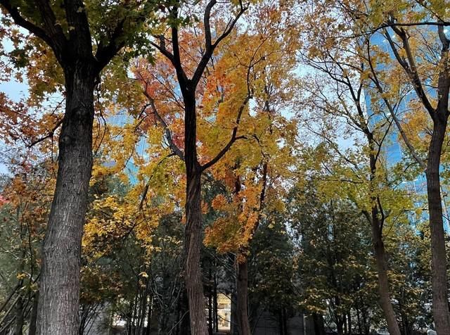 iPhone|选iPhone 12 Pro还是选Max 看完再决定买哪个！