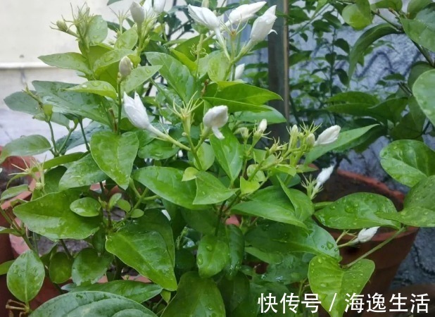 浇水|茉莉盆栽开花少,别怪人不争气,没满足这些条件,谁养都一样