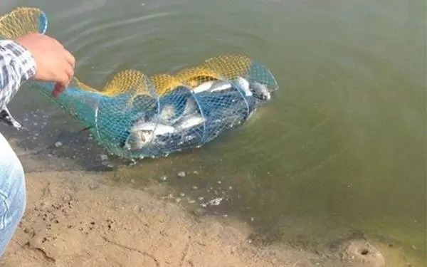 只能悄悄告诉你：酒米换个用法后，大鲫鱼一下钓一条，特别过瘾