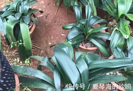 长寿花|接近年关，养花就选这3样年宵花，每1种至少开花3个月