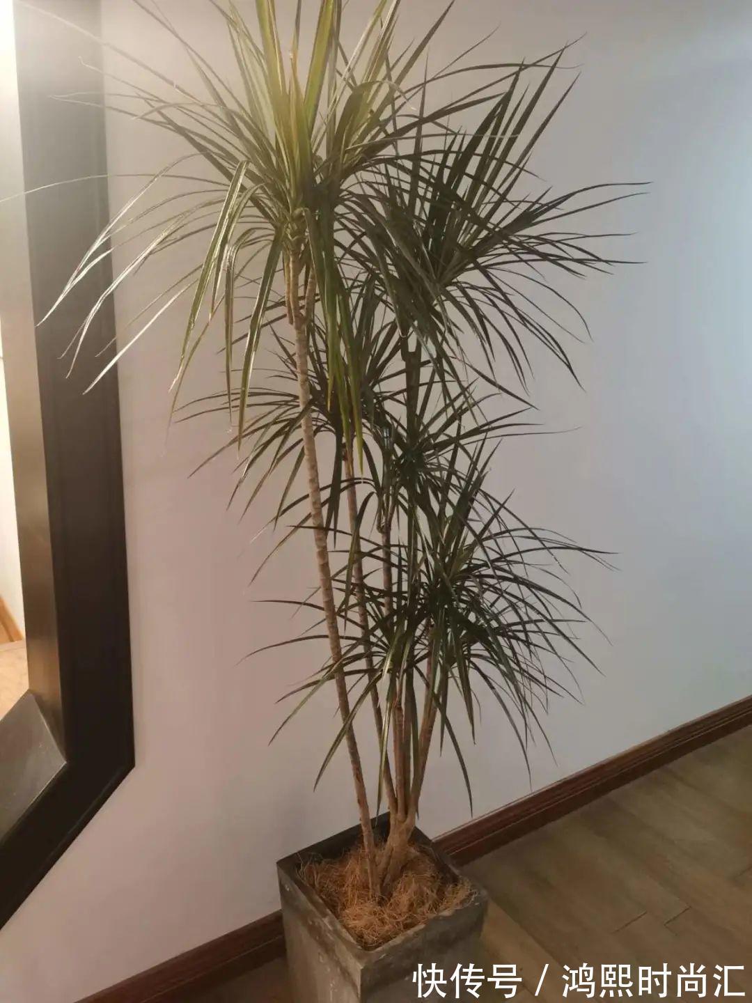 10种花越高越值钱,能长到2米,大高个霸气镇宅!