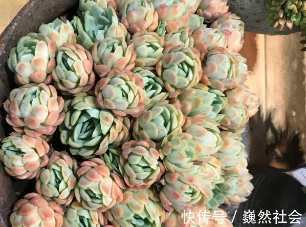 让多肉植物变美的3个技巧，起码要学会一个，才能说养过多肉！