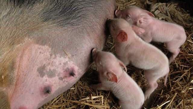 以挤出|母猪产前有何征兆？老兽医教你判断母猪预产期，下猪也能睡好觉