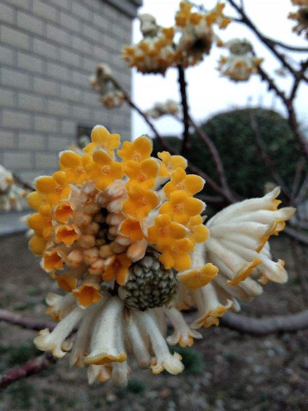 花花|家里种一株“黄金花”，开花金灿灿有好寓意，满屋子都是香味