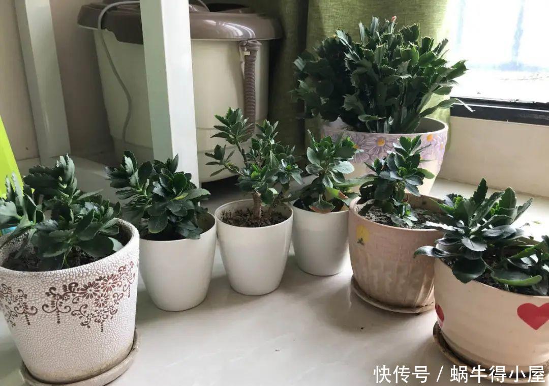 牡丹|这现在不能换盆的花,土一松就没命,白养大半年