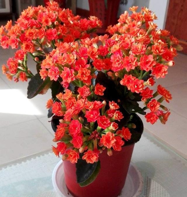 5种“耐寒花”,适合冬天养,多晒“少管”,爱开花