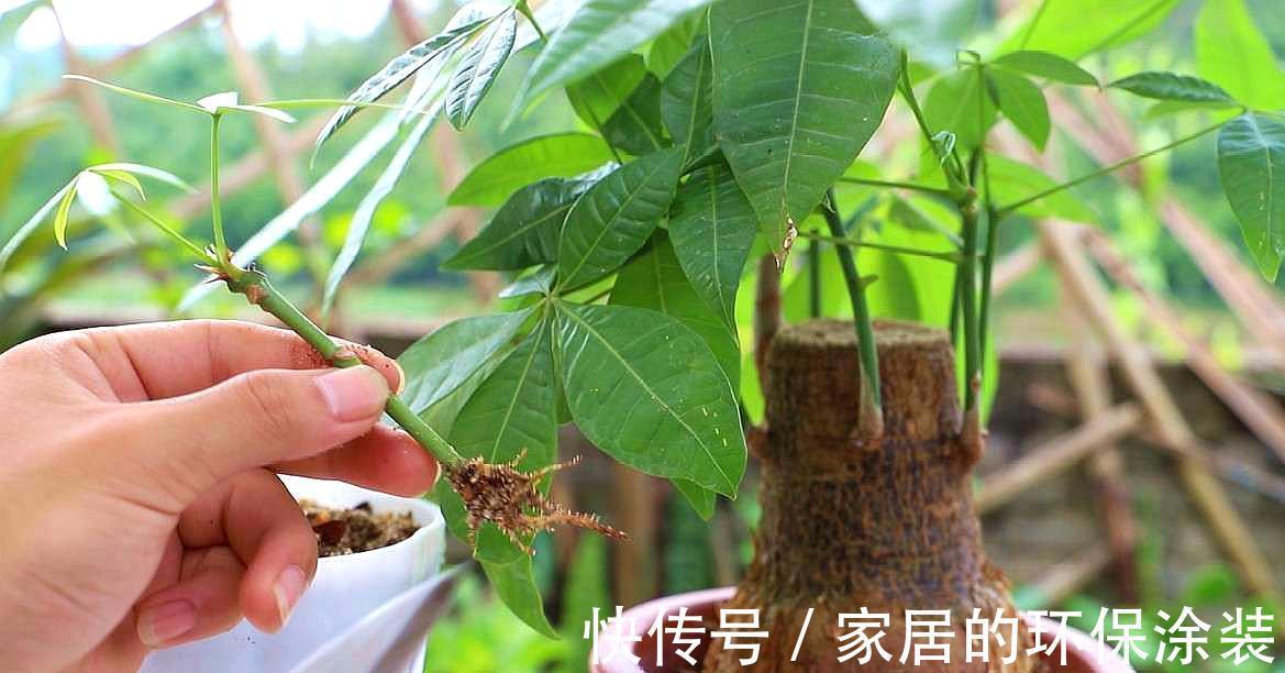 进入10月,建议扦插5种花,温度适宜利于生根,成活率直线上升