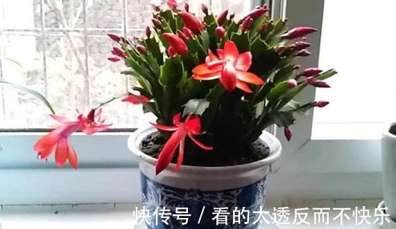 秋季该如何养蟹爪兰确保3点做到位，植株花期不落花、落蕾