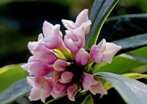 4种花是懒人的最爱,有阳光就爆盆,名字也是超好听的