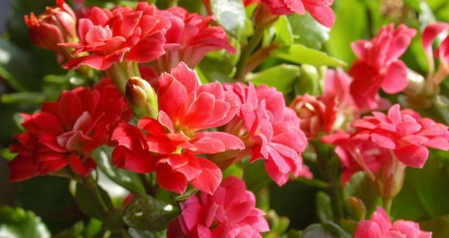 长寿花能够露天养护吗淋雨对长寿花有危害吗