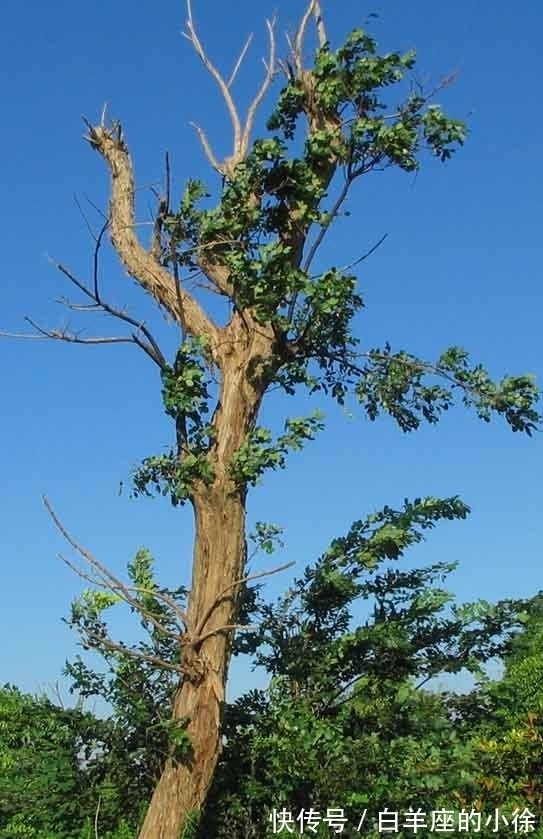 有一种很像紫檀的树木,木质带有清香,很多人却不懂珍惜