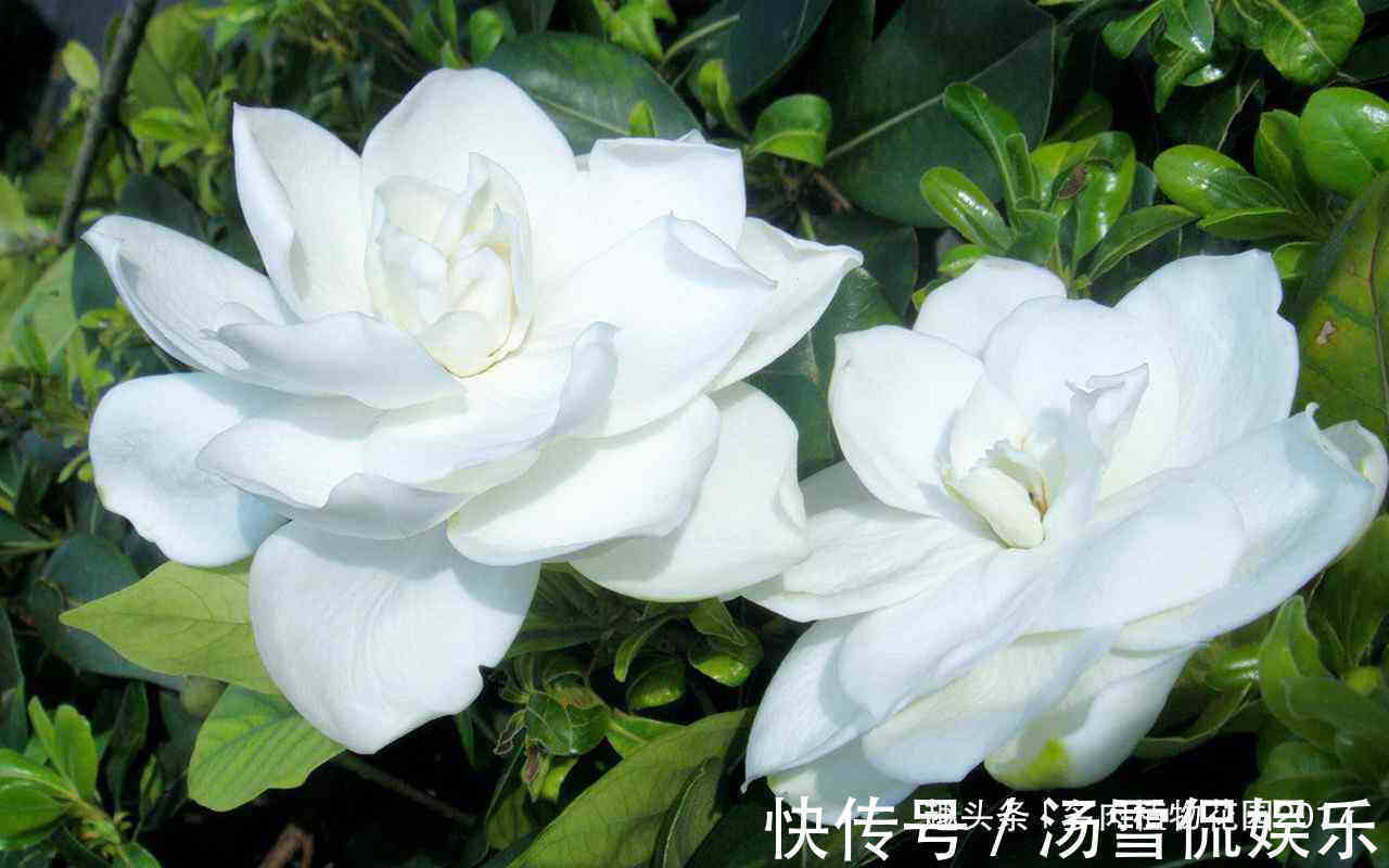 黄土|养护栀子花不能用这种土壤,要不然养一盆死掉一盆