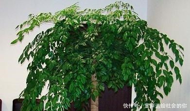 玉树|“耐干旱”的3种花,即使40天不浇水,一样“爆盆”,生长快!