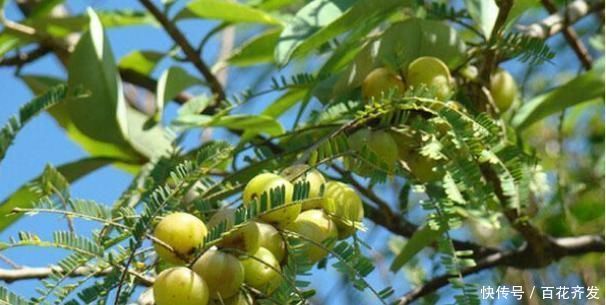 農村山坡上到處都是的野果,能助陽補陰、活血利肝、生津止渴