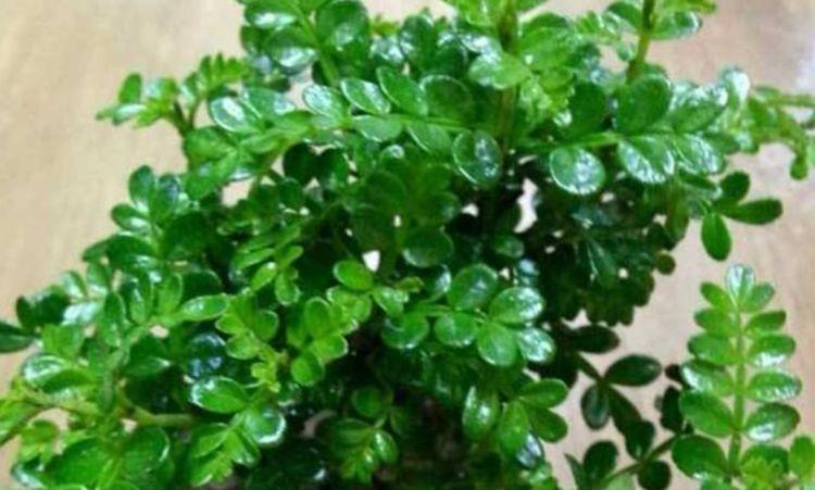 杀菌|夏天养花,不妨养这3款花,比牡丹好看,比吊兰好养