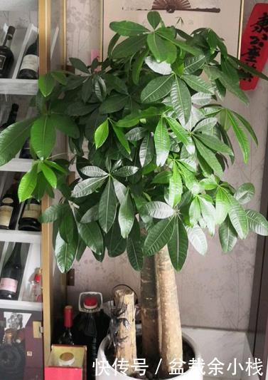 想在客厅养花就选这“5种”,它们好看又好养,一月浇一次水就行