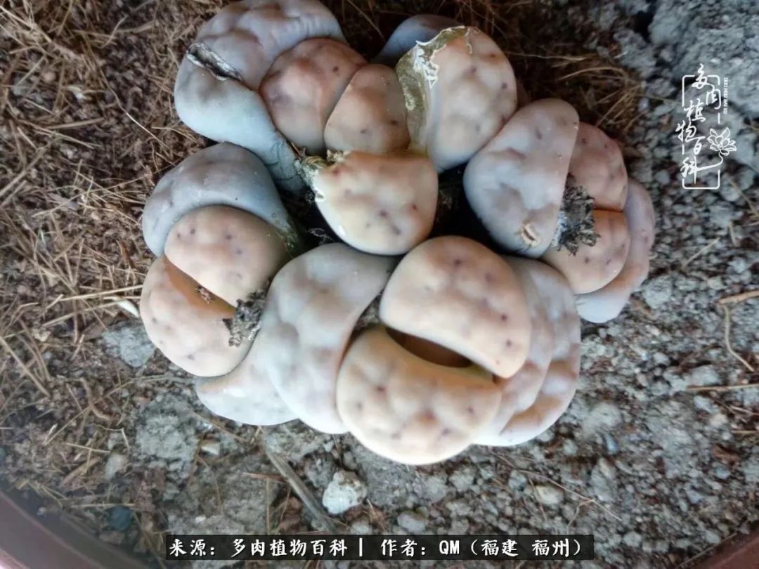 寒山转苍翠,秋水日潺湲——多肉未央,睹物思人!