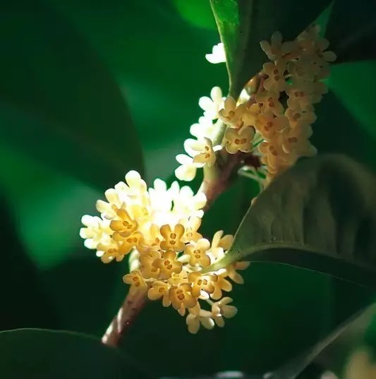 中国十大名花欣赏,美极了!