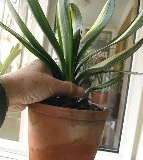 夏天这8种花赶快“断水”,一瓢水就能要了小命